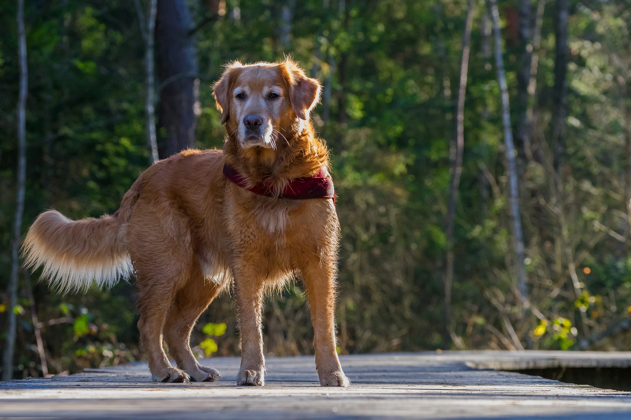 dog animal portrait hundeportrait free photo