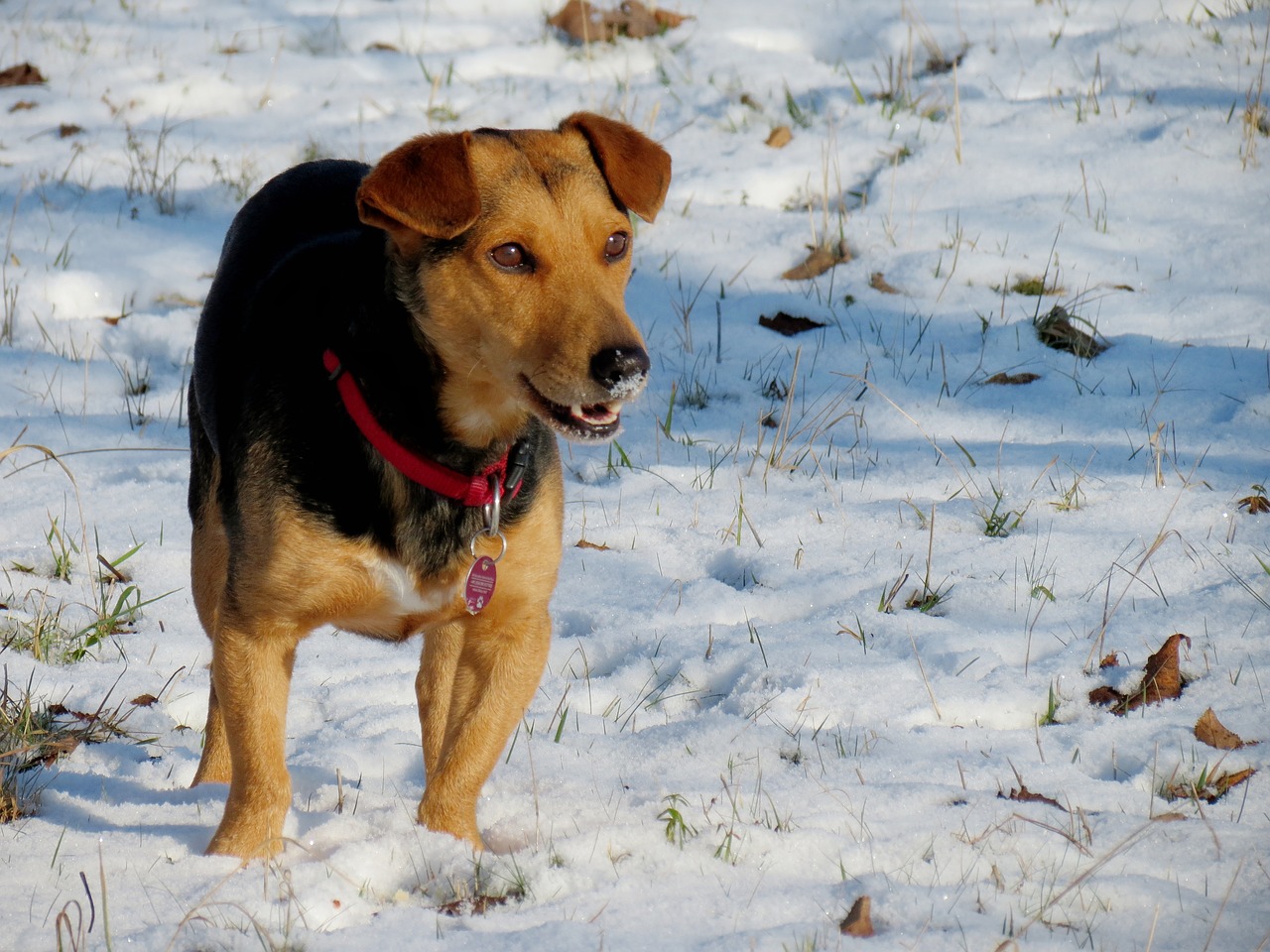 dog snow fun free photo