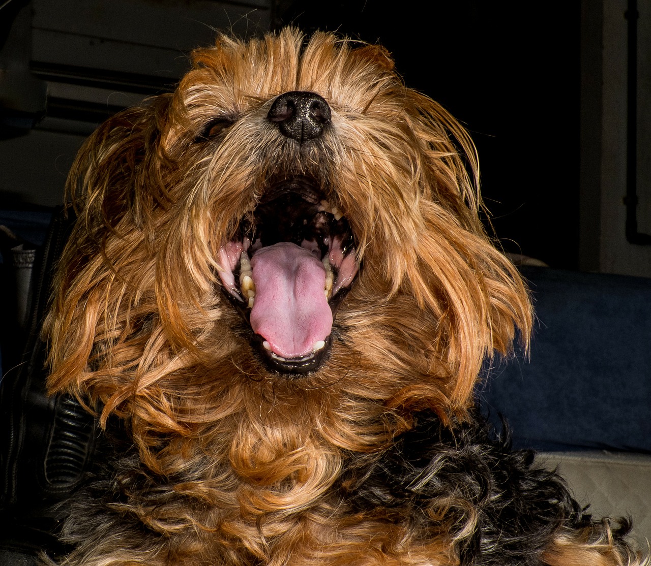 dog yorkshire terrier big mouth free photo
