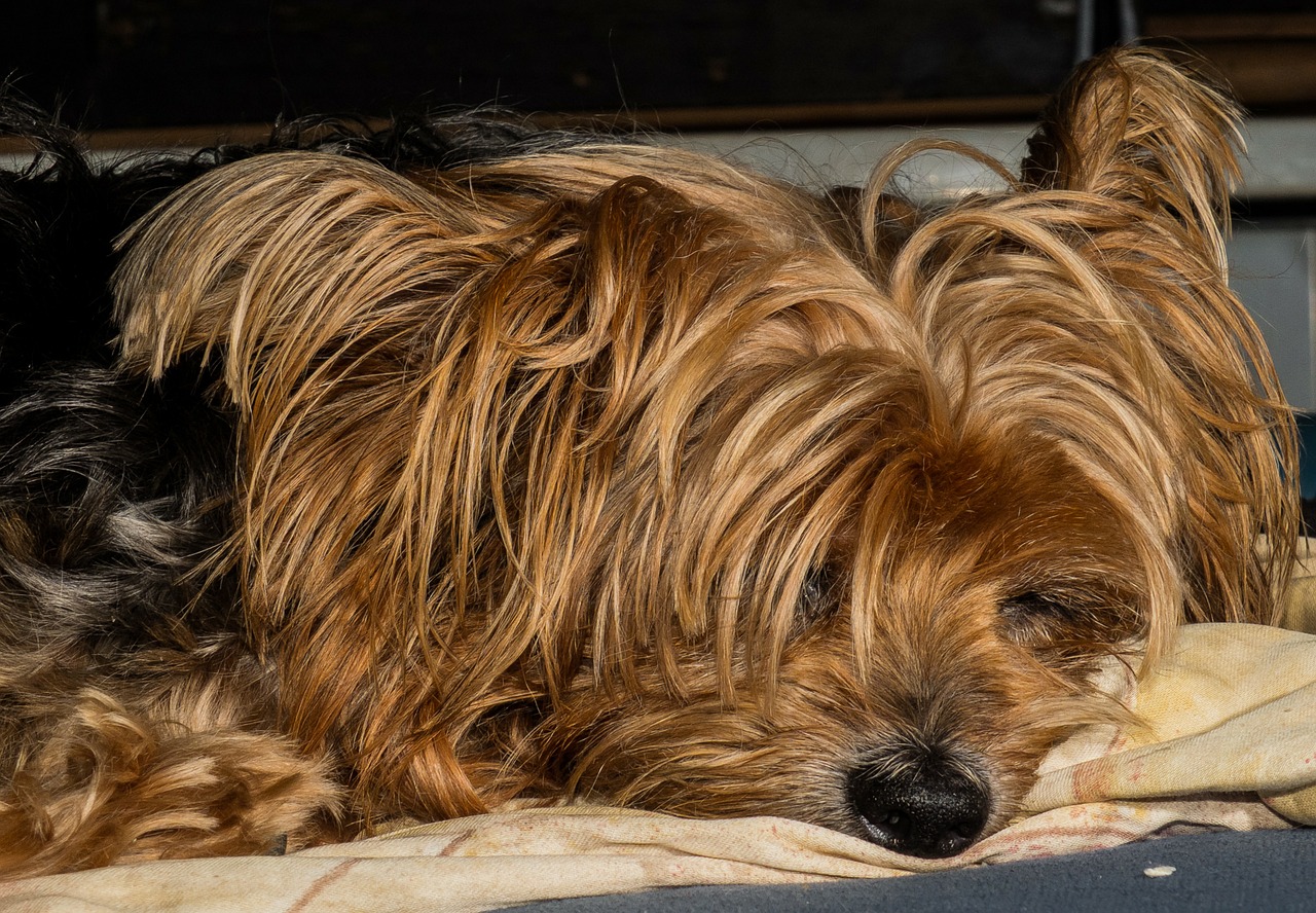 dog yorkshire terrier lazy dog free photo