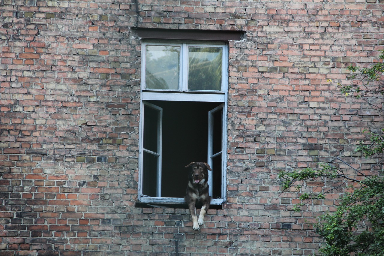 dog window kamienica free photo