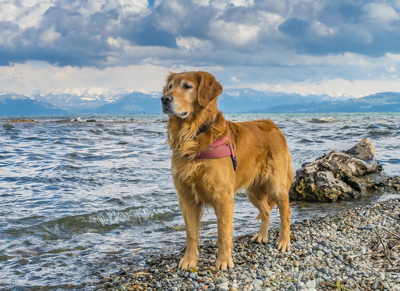 dog lake constance golden retriever free photo