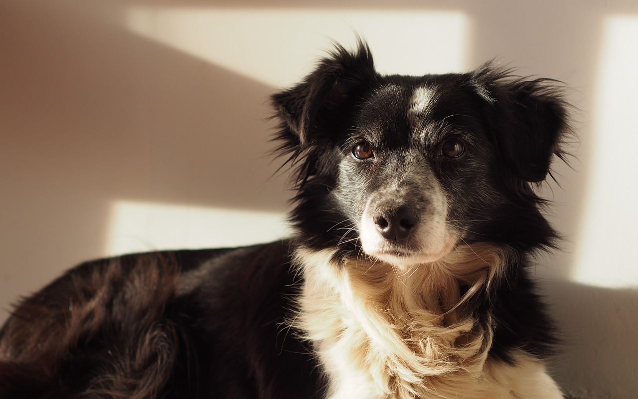 dog border collie pets free photo