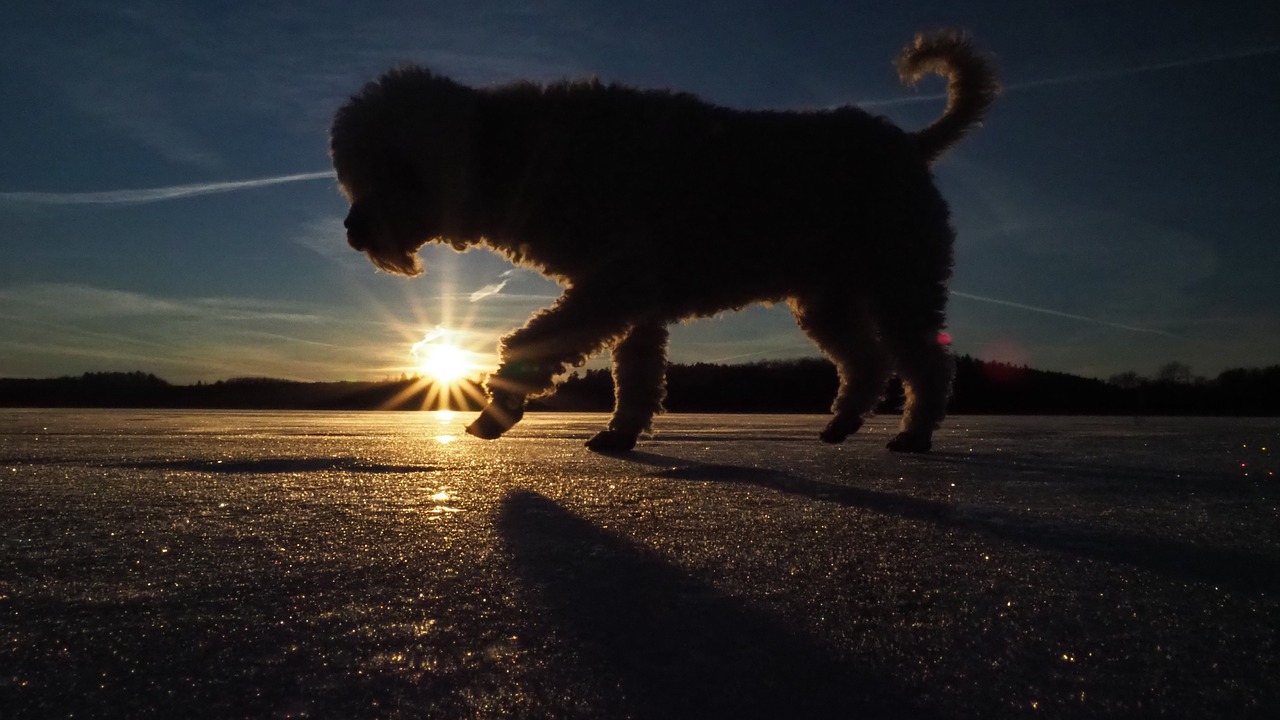 dog apricot poodle free photo