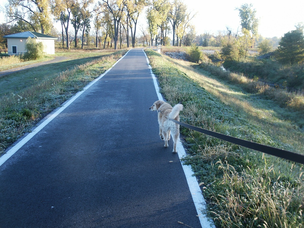 dog walking leash free photo