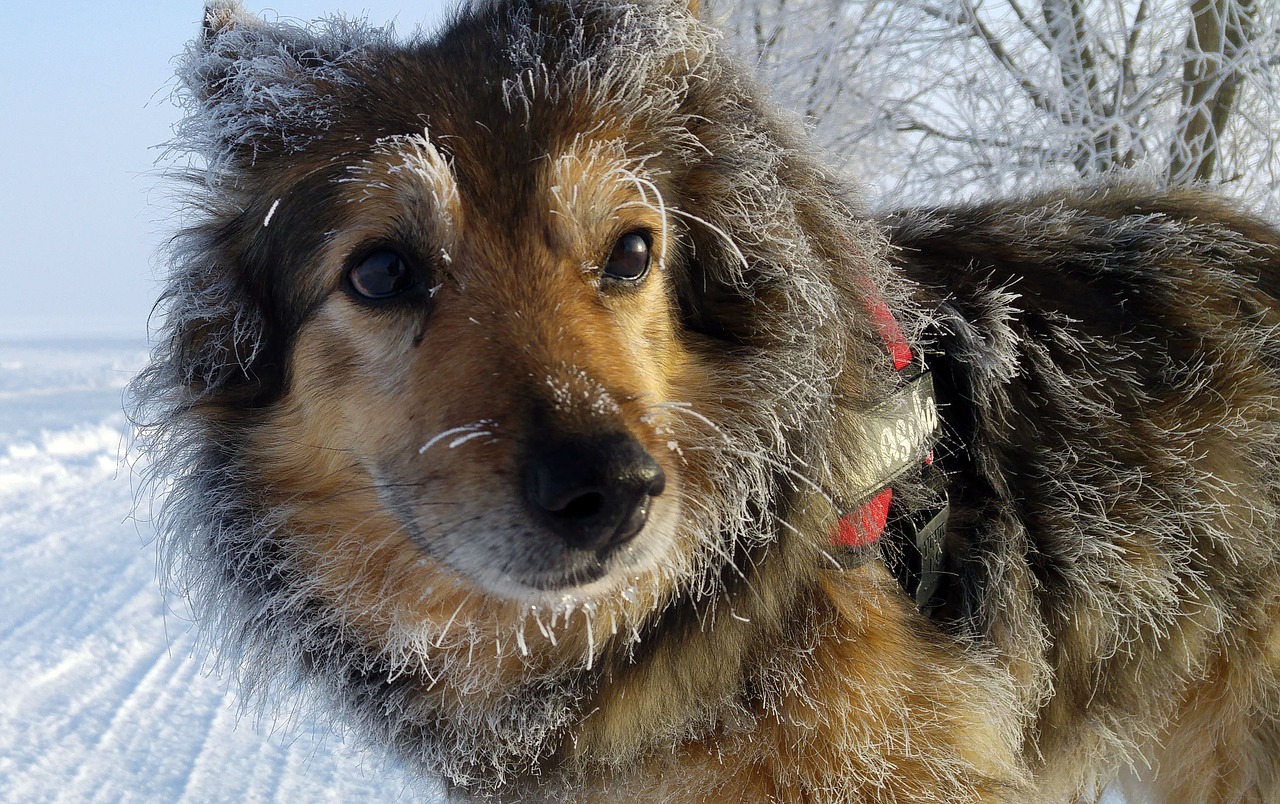 dog mixed breed dog winter free photo