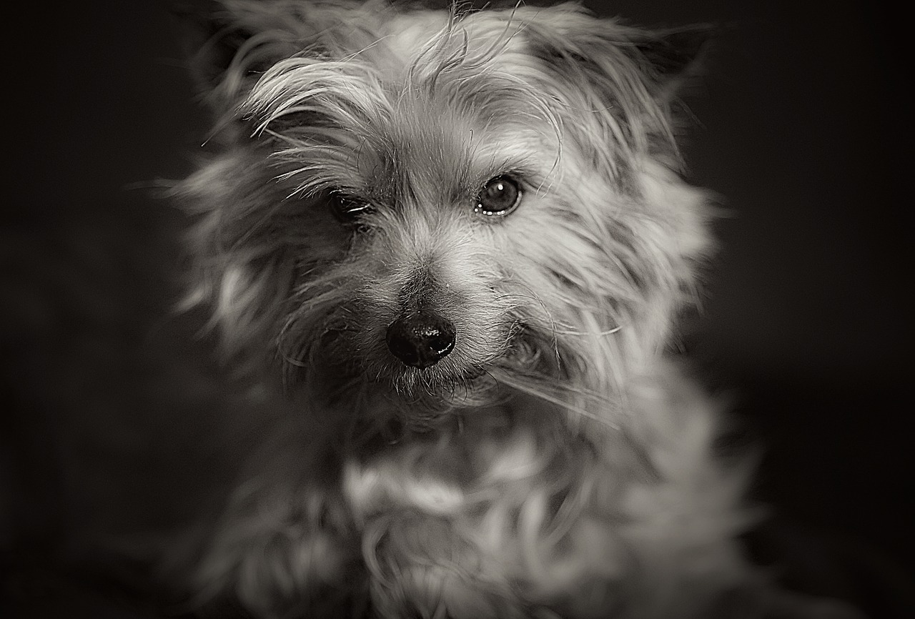 dog portrait animal free photo