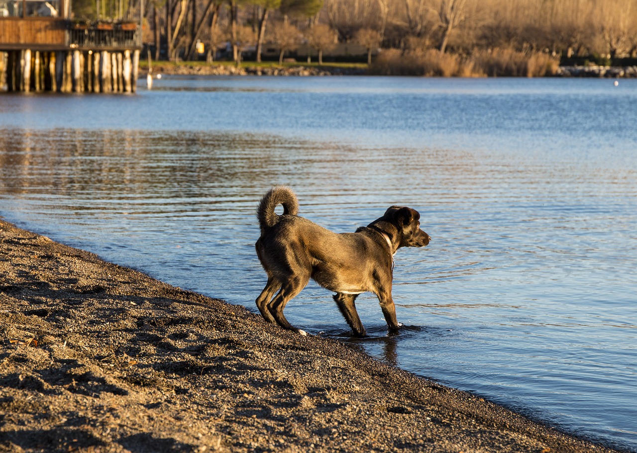 dog lake sunset free photo