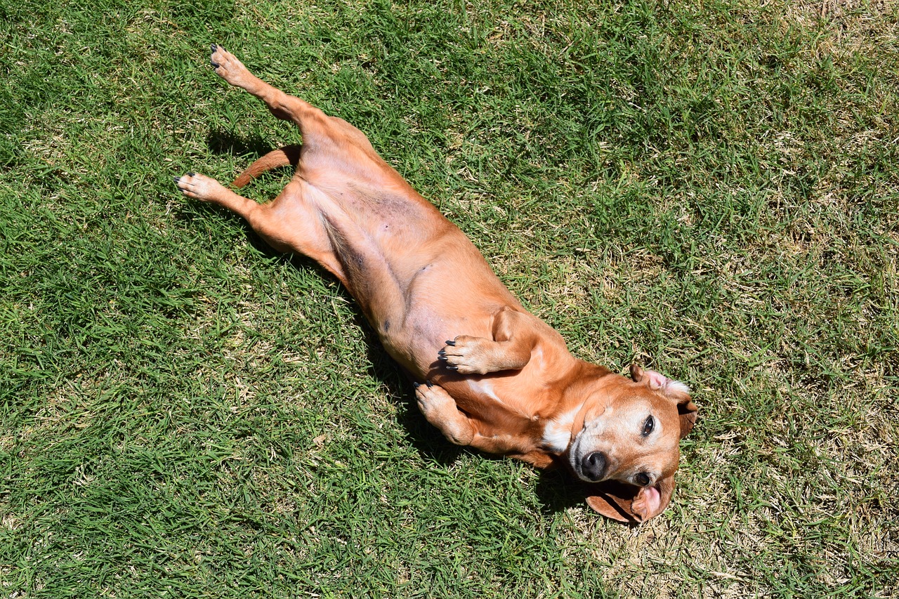 dog dachshund relax free photo