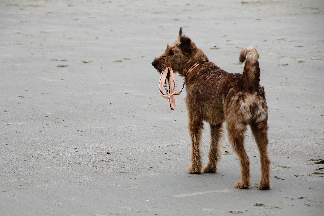dog beach leash free photo