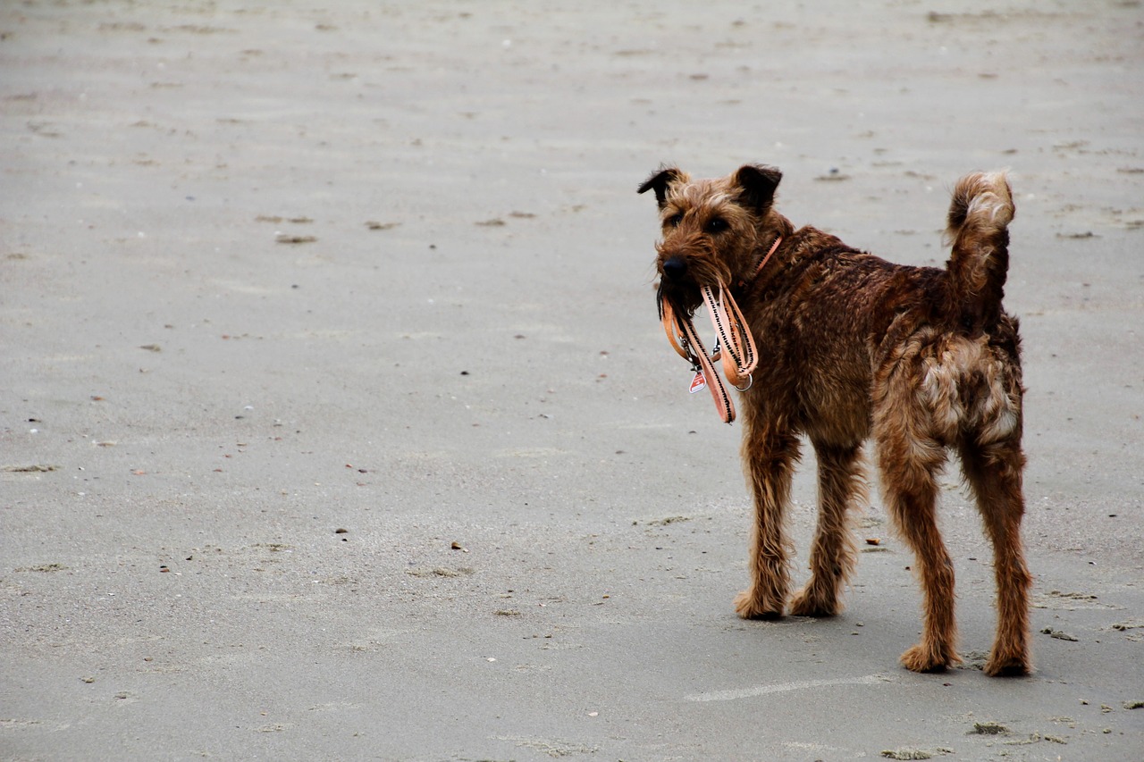 dog beach leash free photo