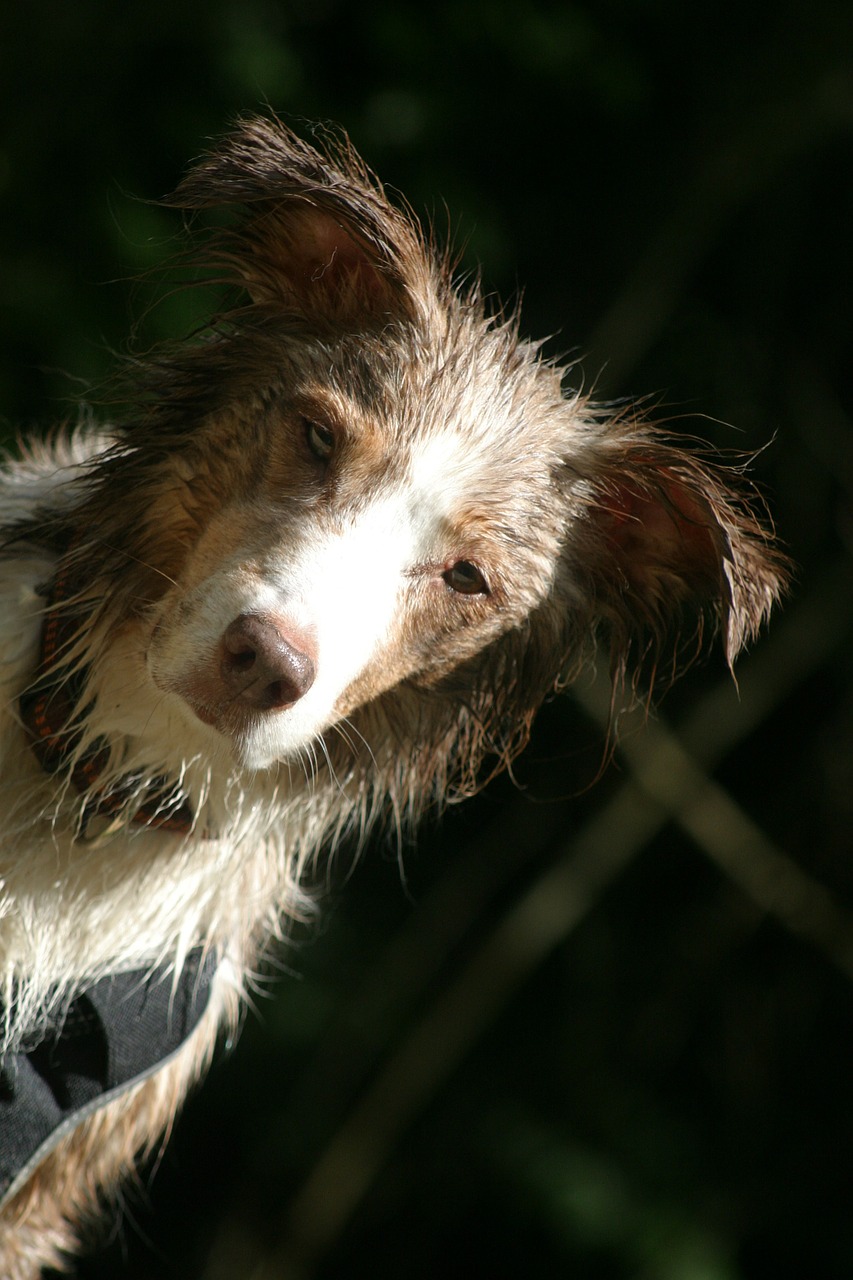 dog pet australian shepherd free photo