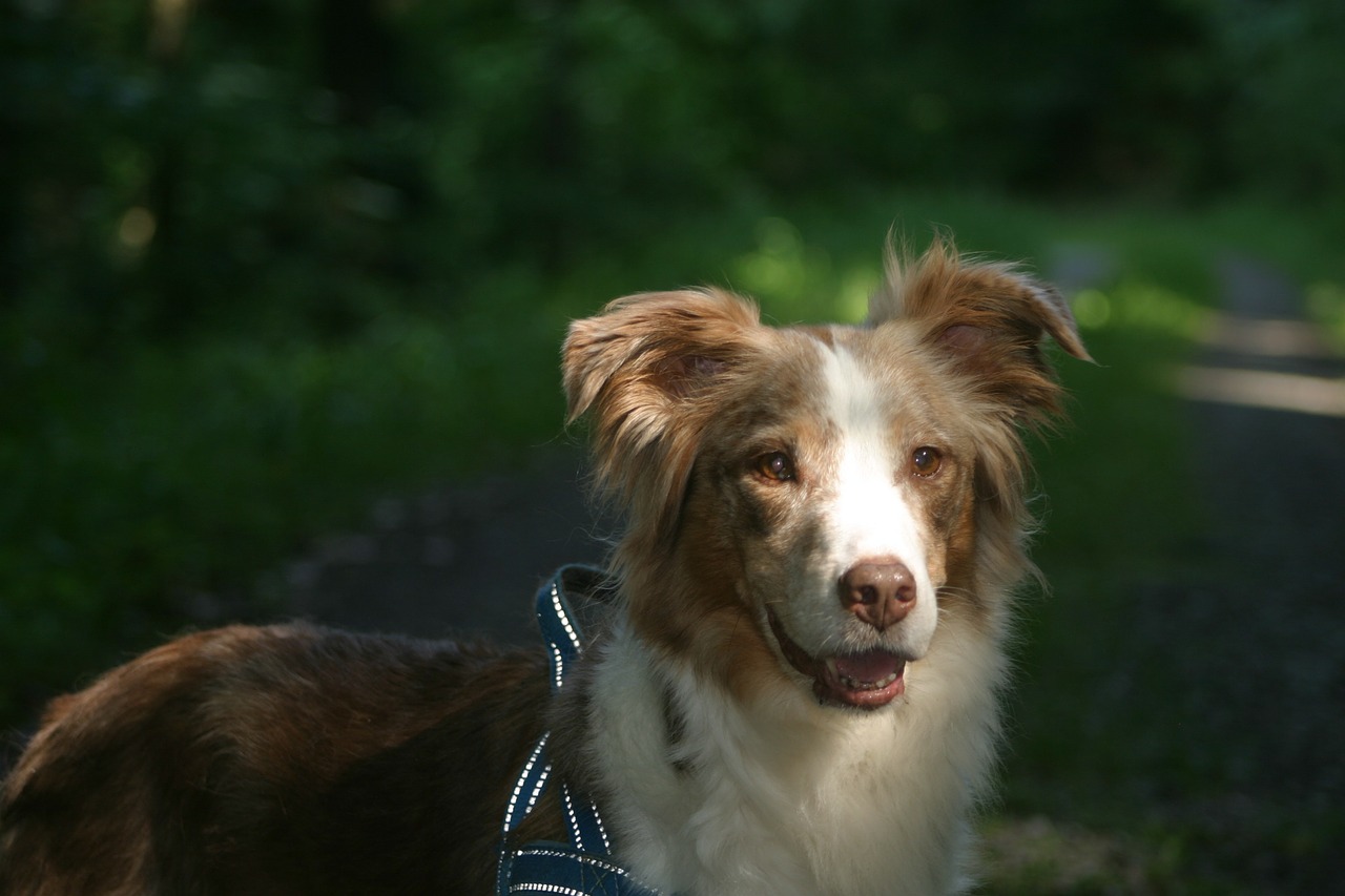 dog australian shepherd pet free photo