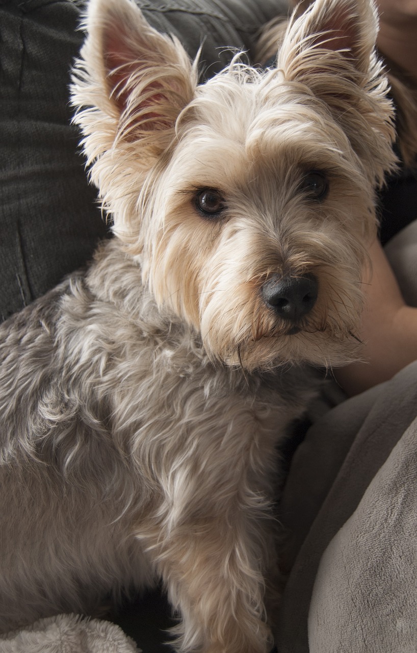 dog living room free pictures free photo