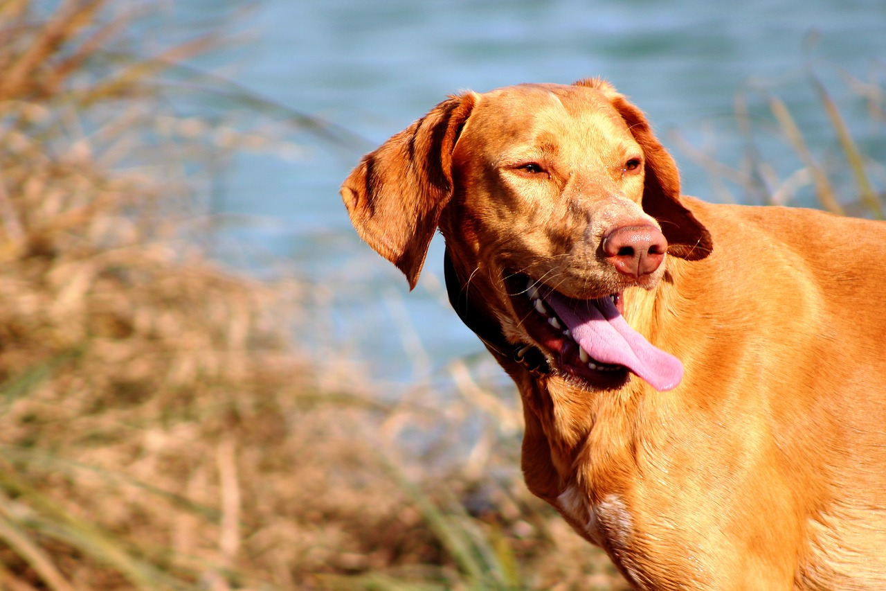 dog water lake free photo