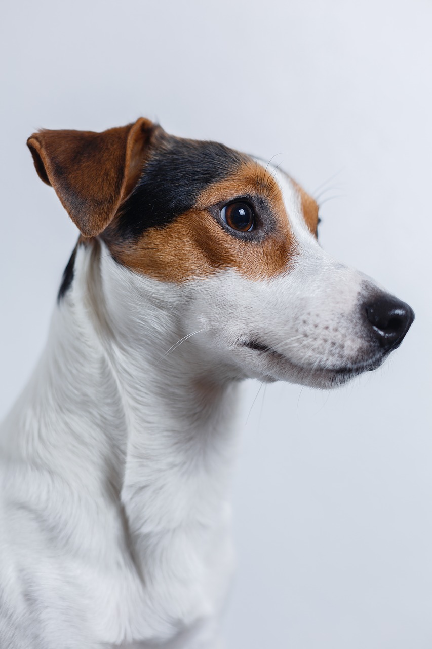 dog jack russell terrier free photo