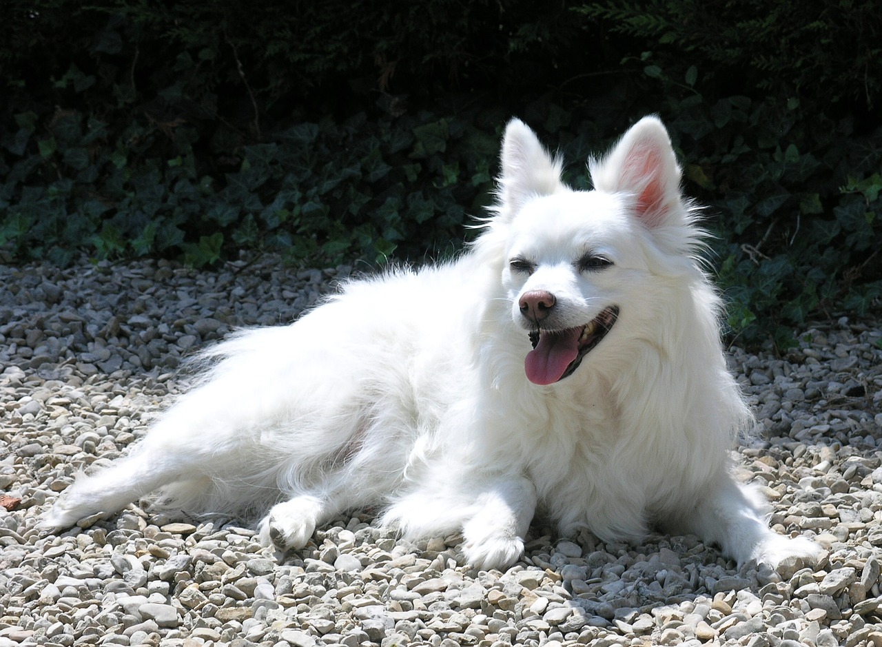 dog white canine free photo