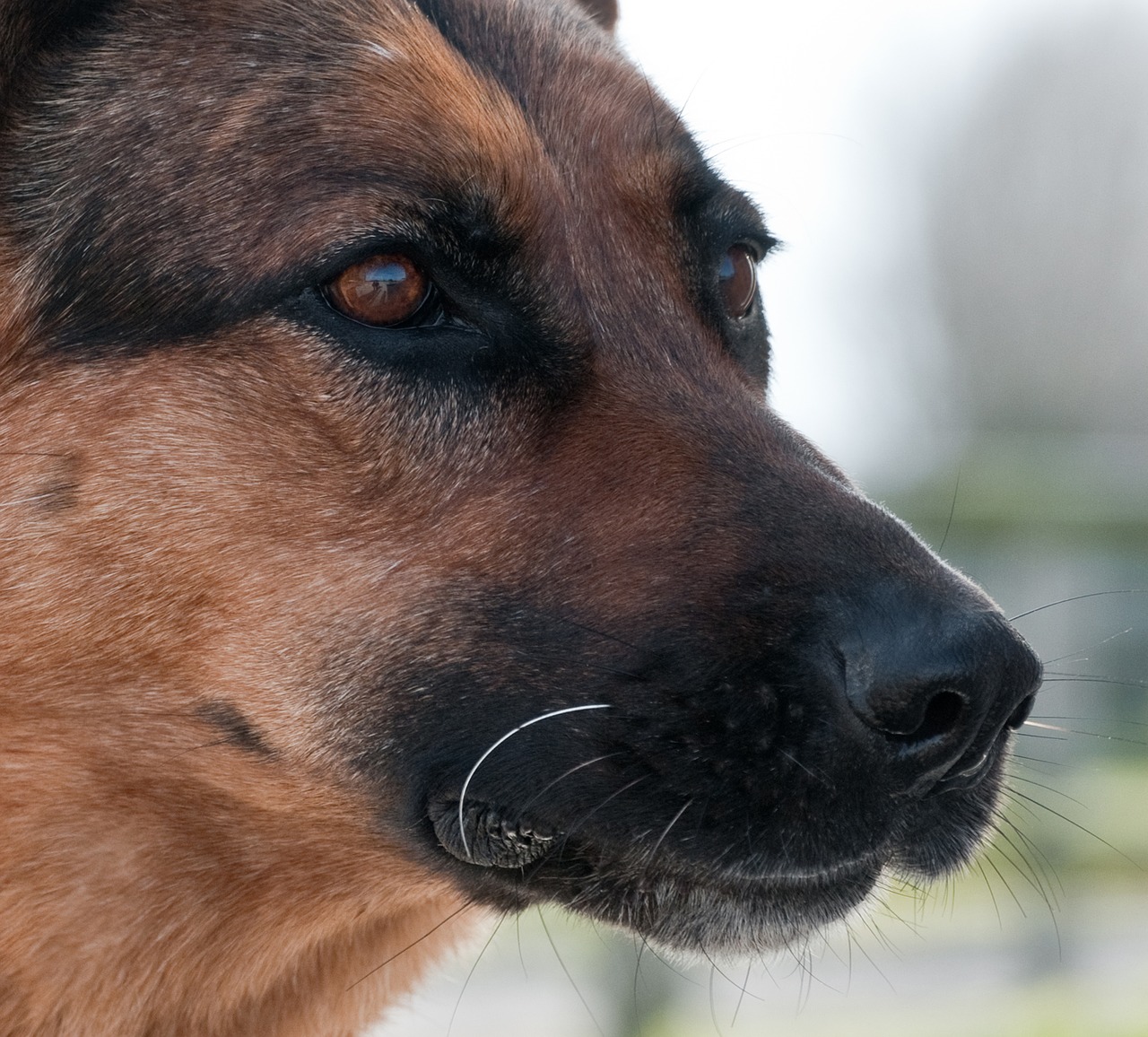 dog german shepherd close up free photo