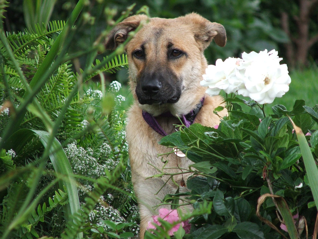 dog garden rose free photo