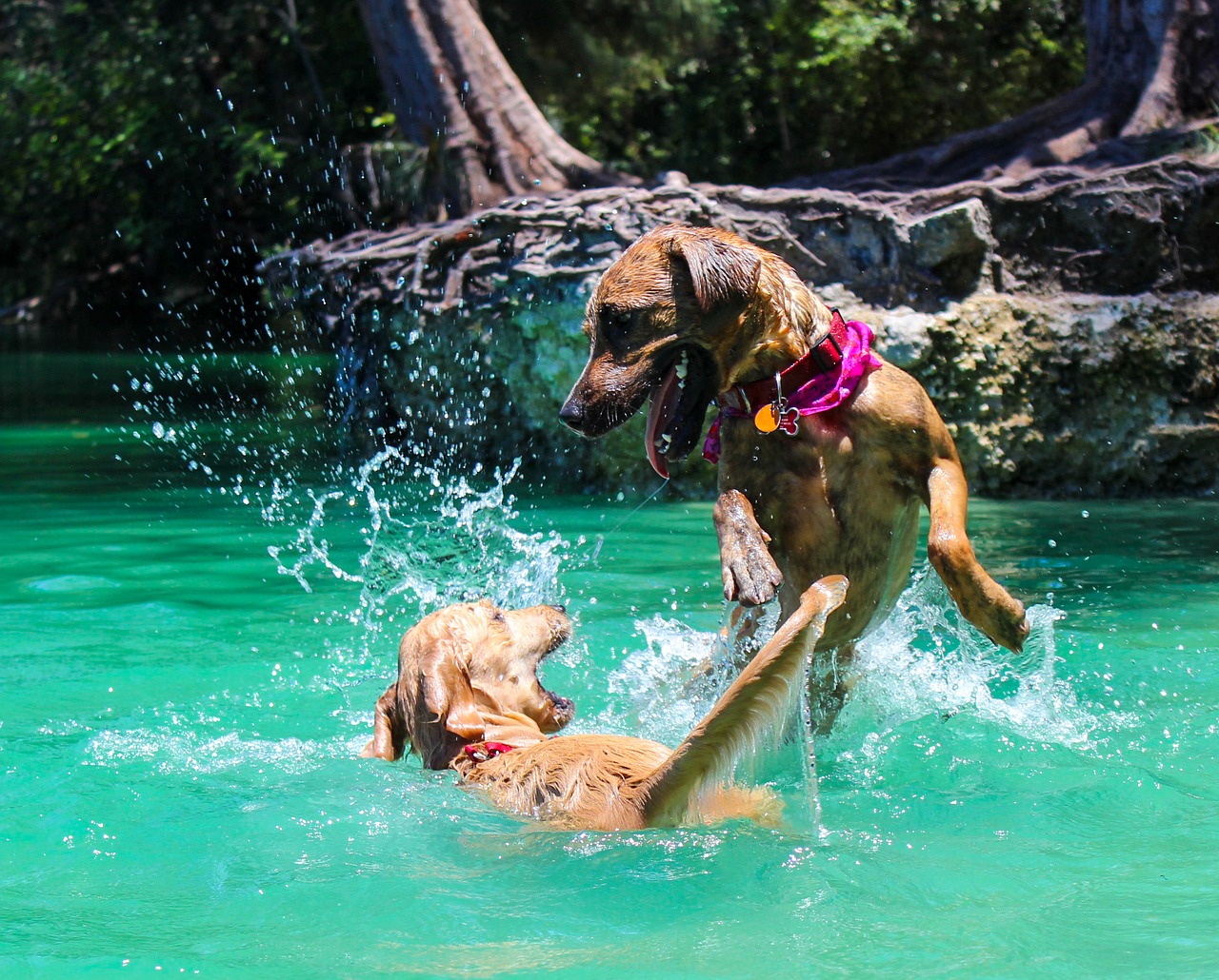 dog dog swimming lake free photo