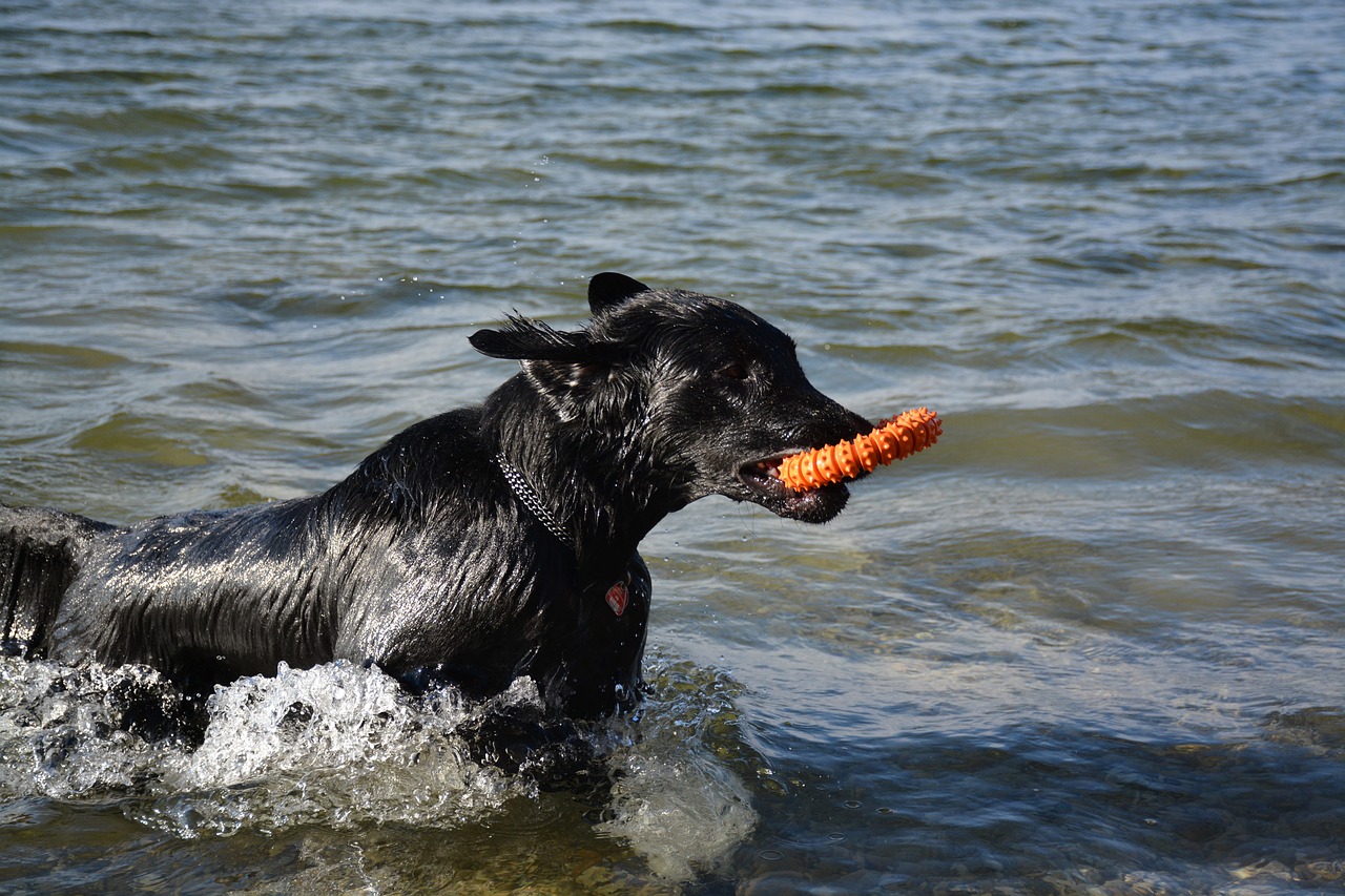 dog retriever flat free photo