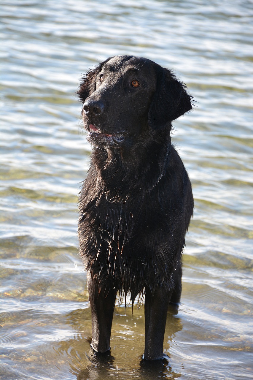 dog retriever flat free photo