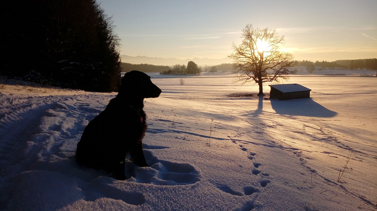 dog retriever black flat free photo