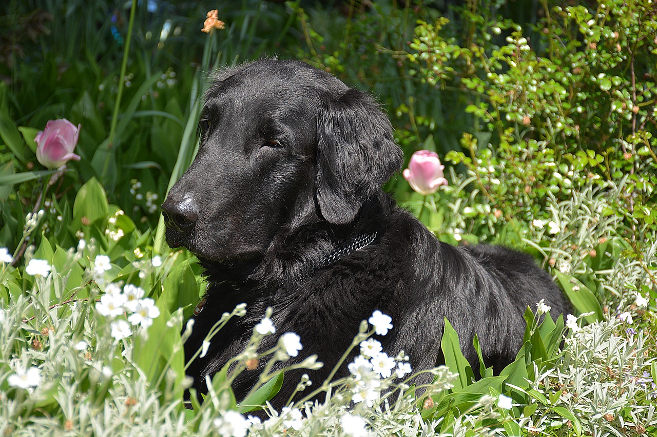dog black flat garden free photo