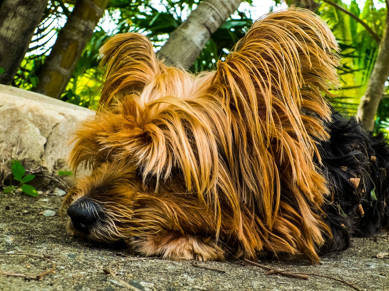 dog yorkshire terrier lazy dog free photo