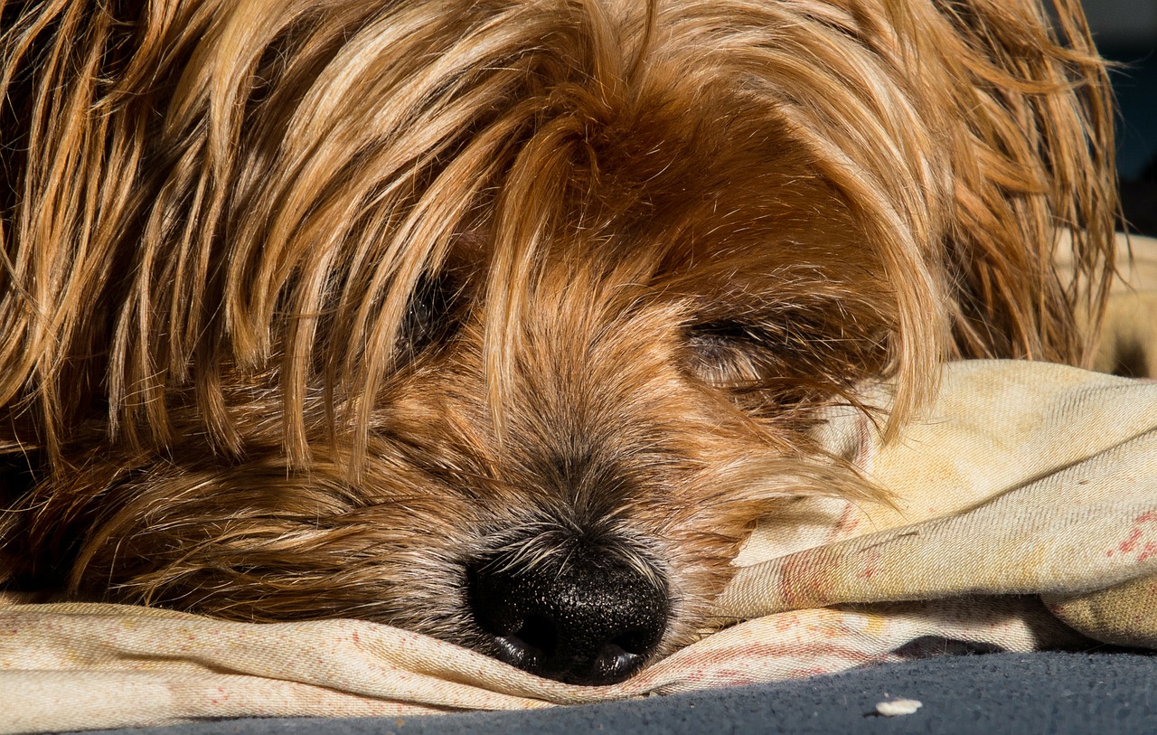 dog yorkshire terrier lazy dog free photo