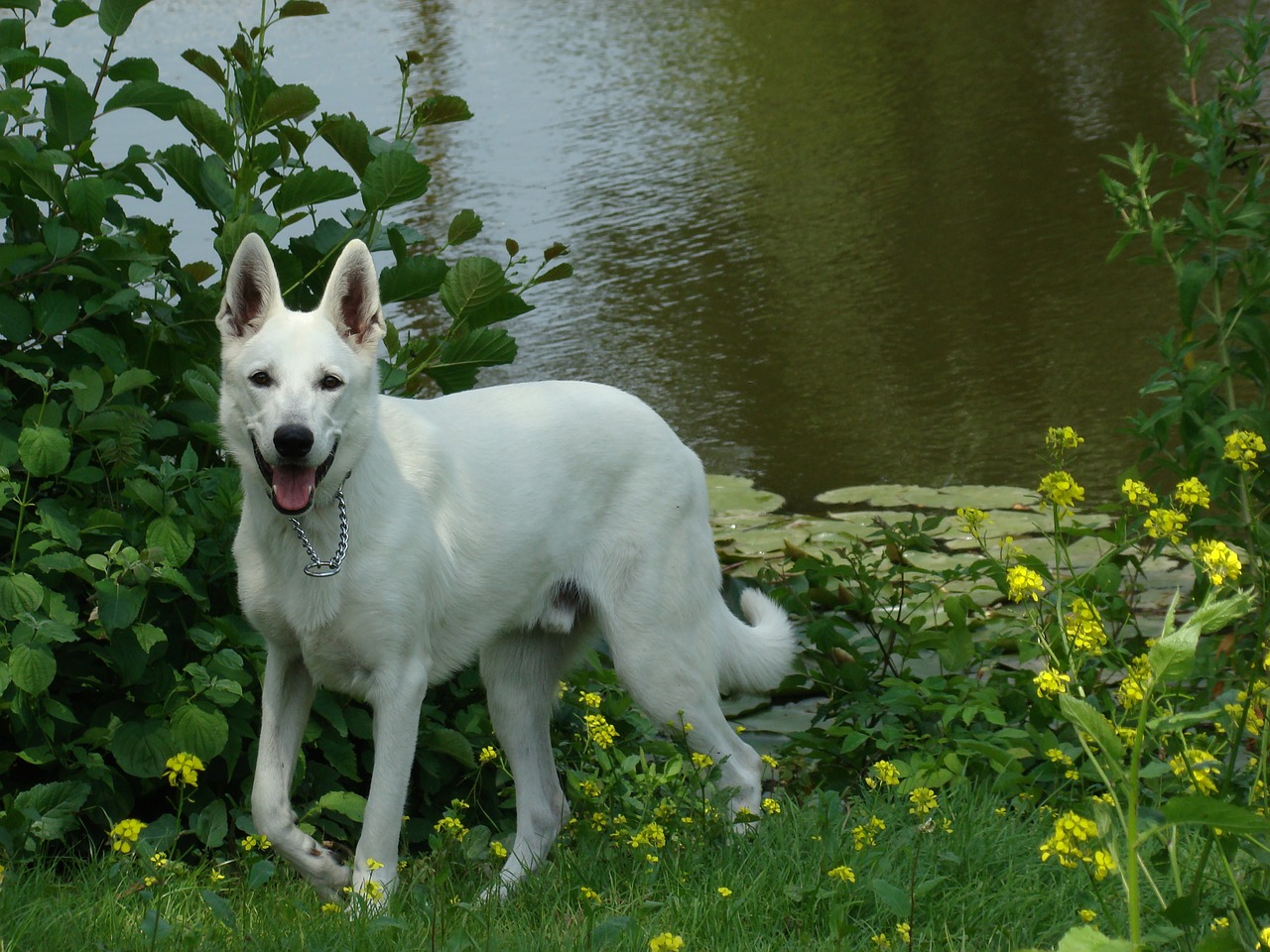 dog park white shepherd free photo