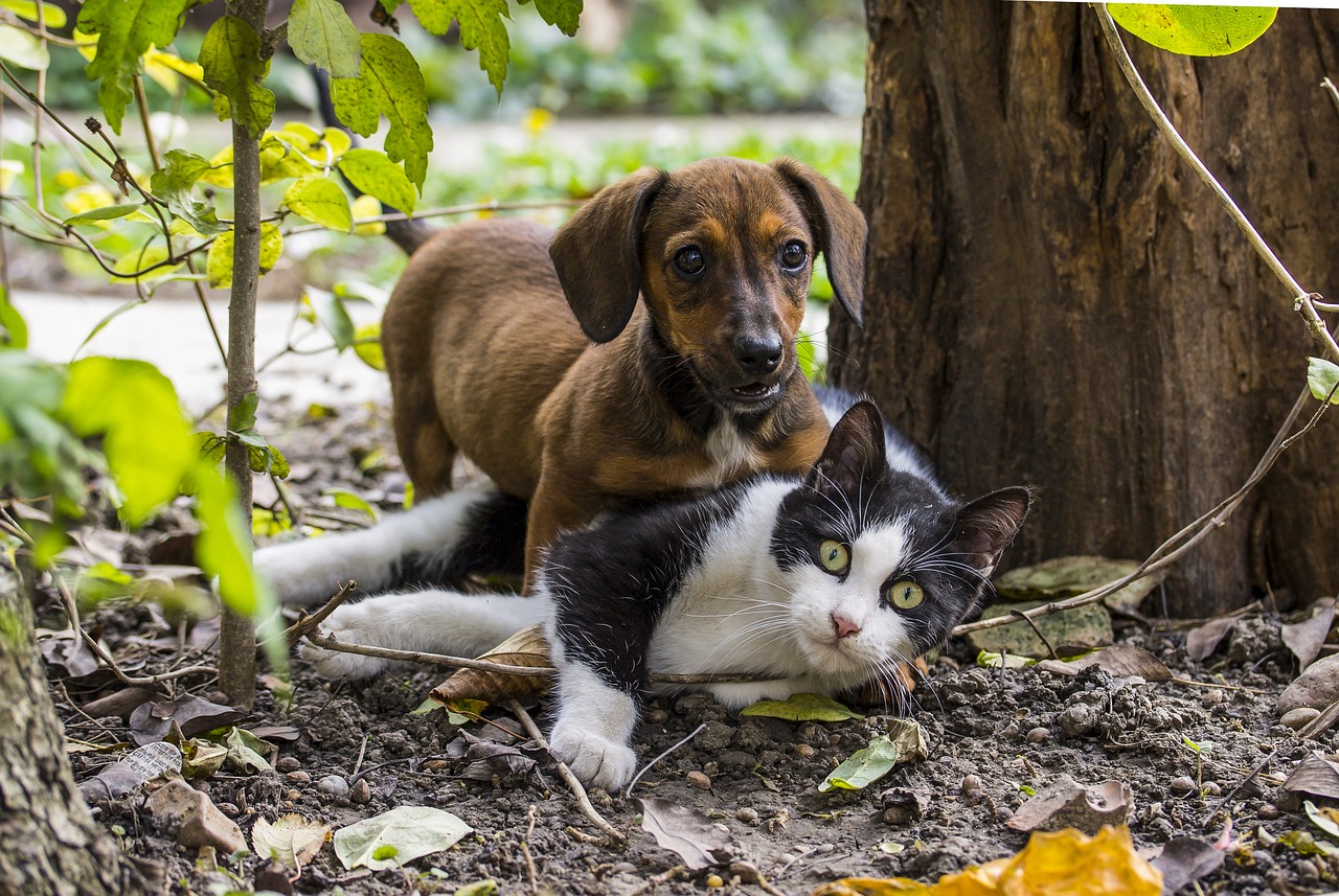 dog cat dog - cat friendship free photo