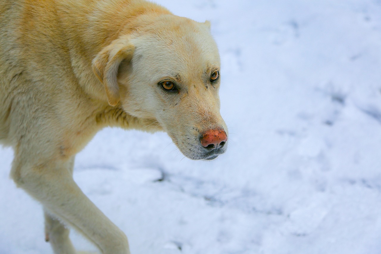 dog snow white free photo