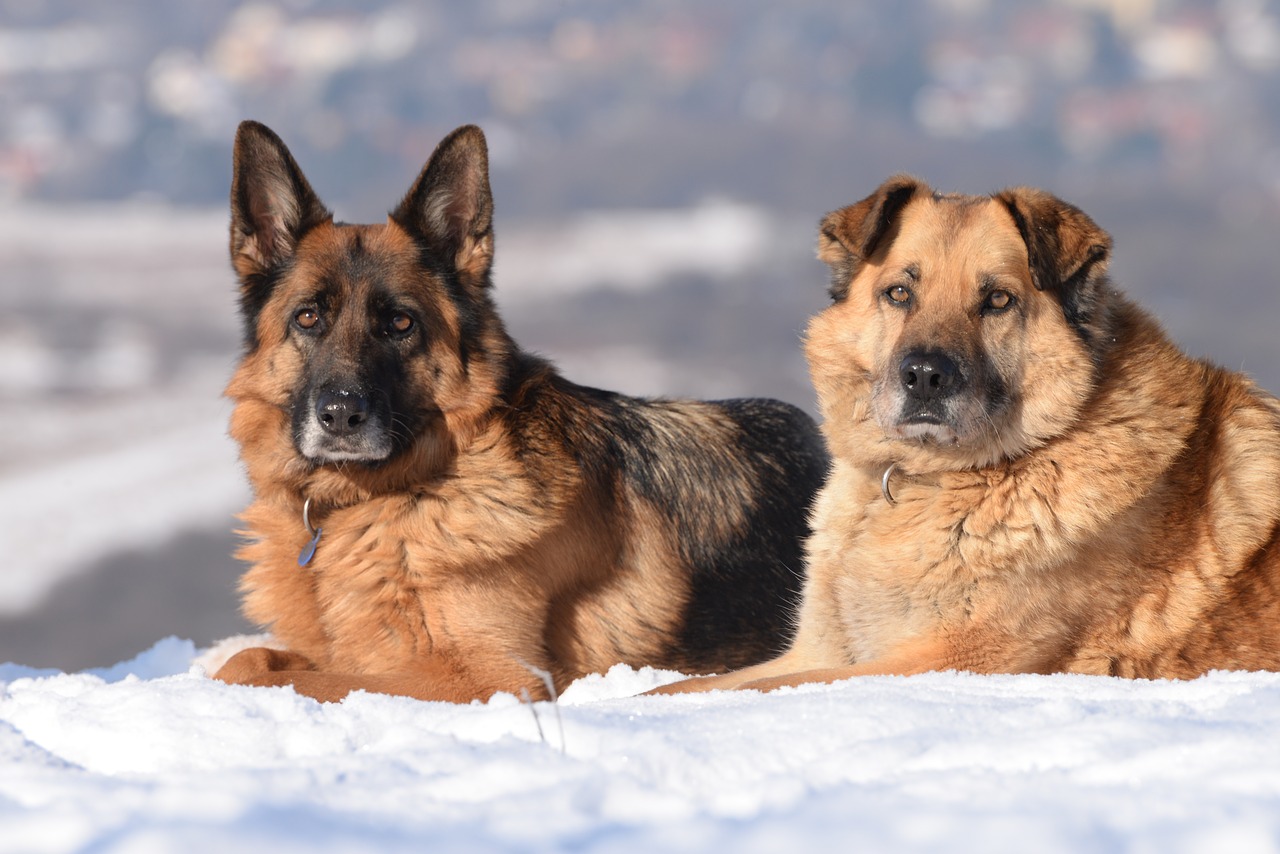 dog winter snow free photo