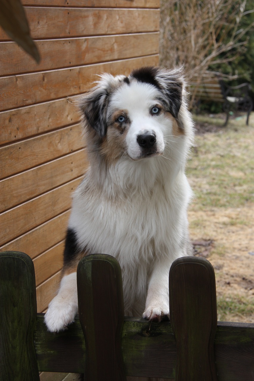 dog garden fence welcome free photo