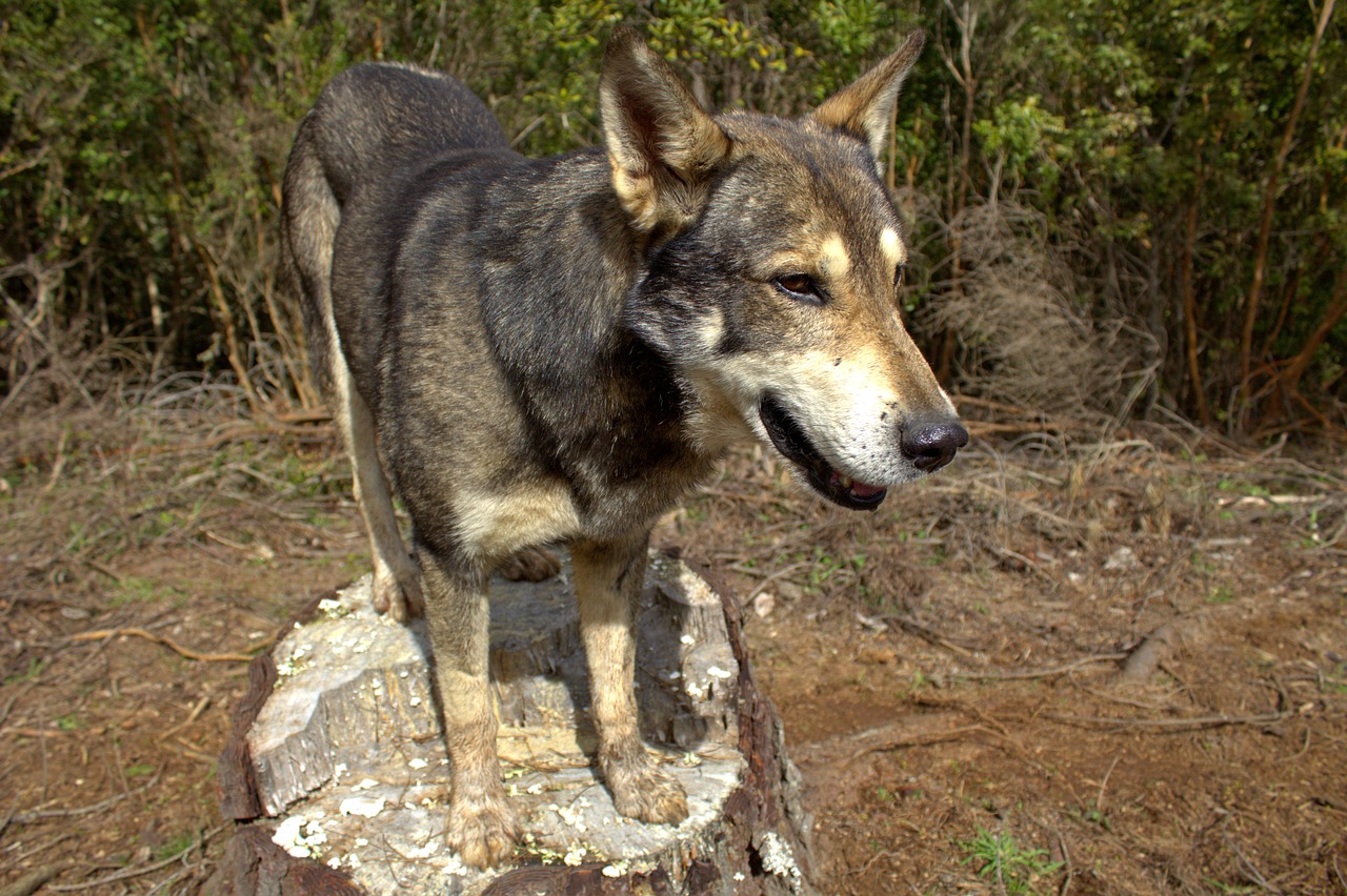 dog trunk pet free photo