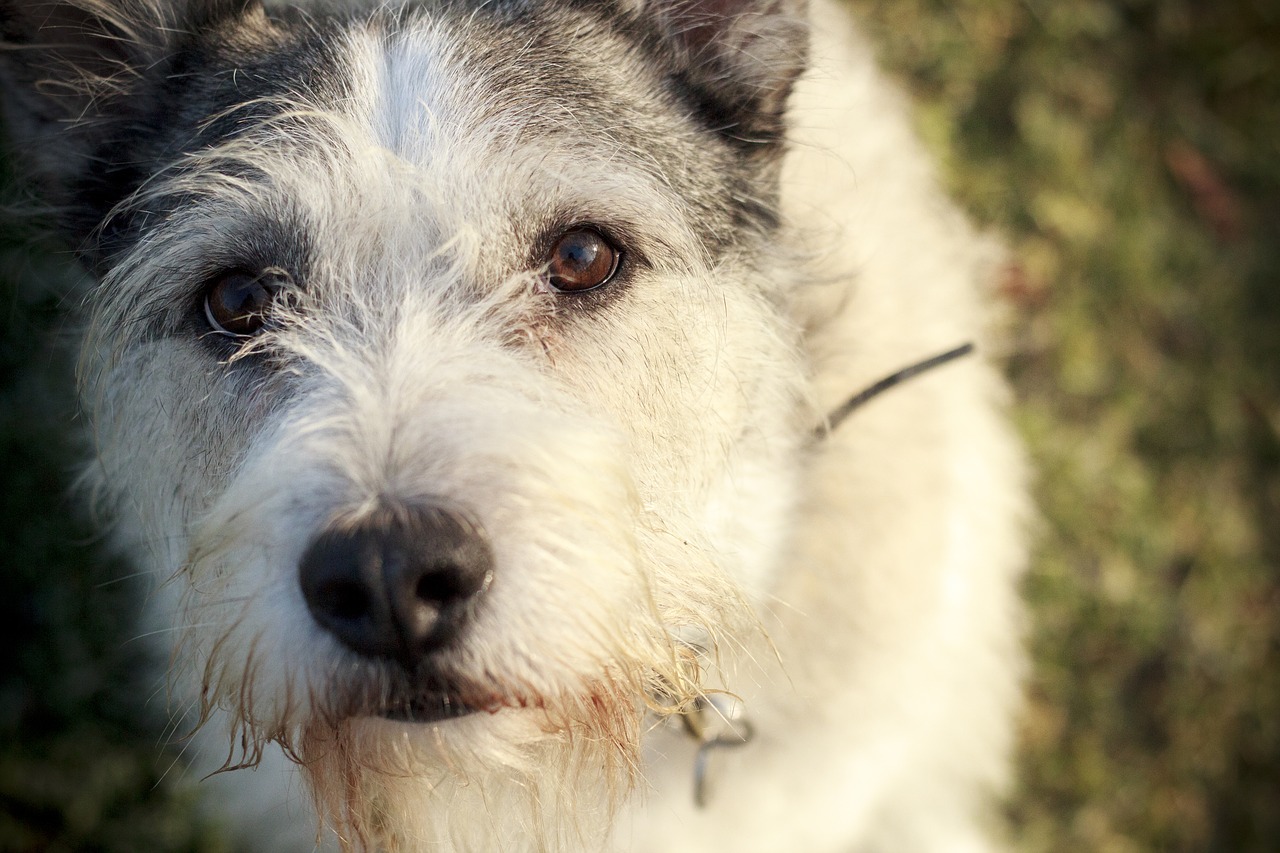 dog eyes canine free photo