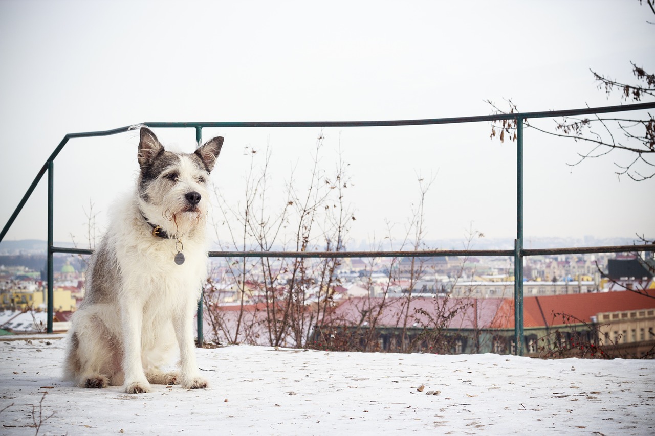 dog winter cold free photo