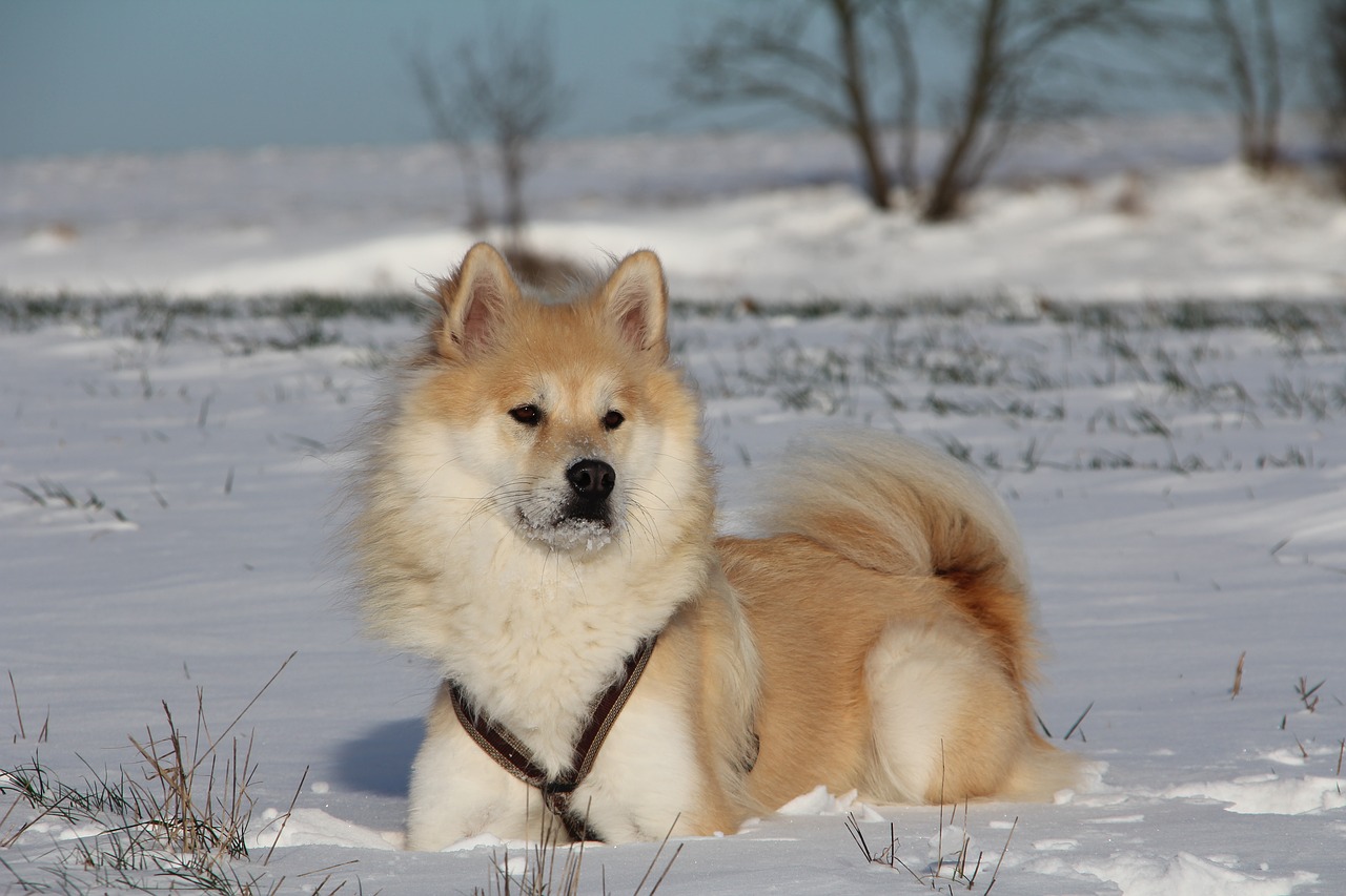dog eurasians animal photo free photo