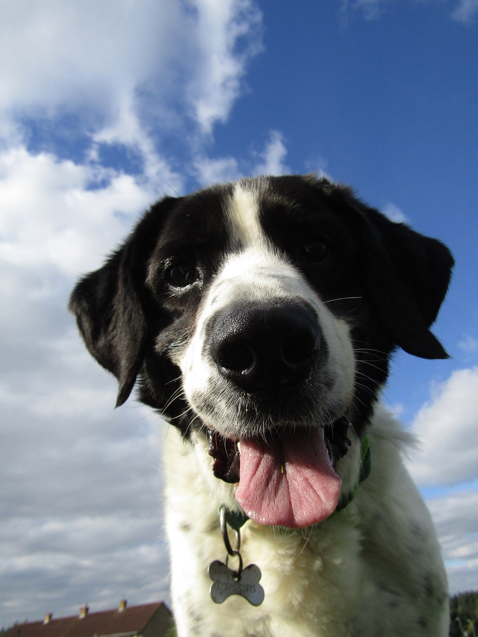 dog happy happy dog free photo