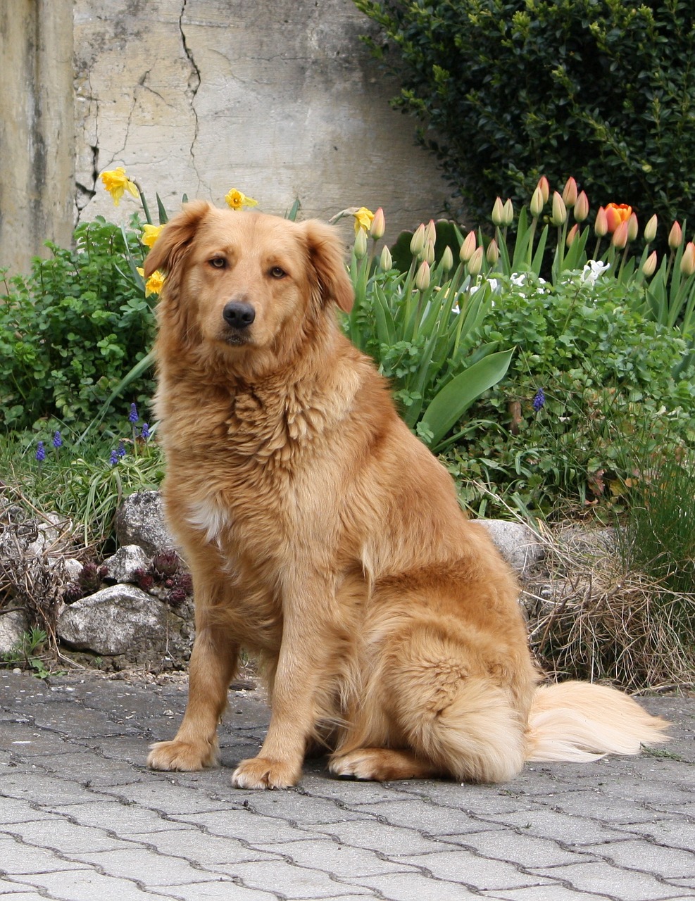 dog flowers seat free photo