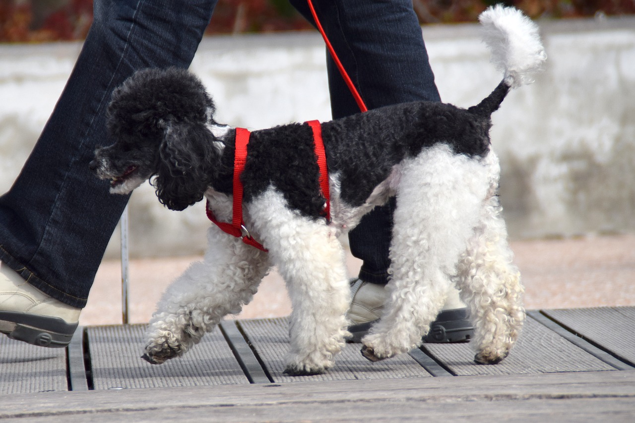 dog poodle sweet free photo