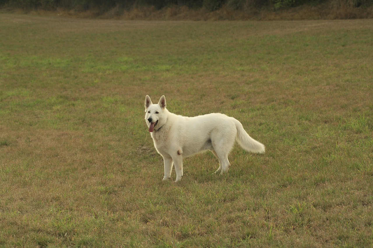 dog field animal free photo