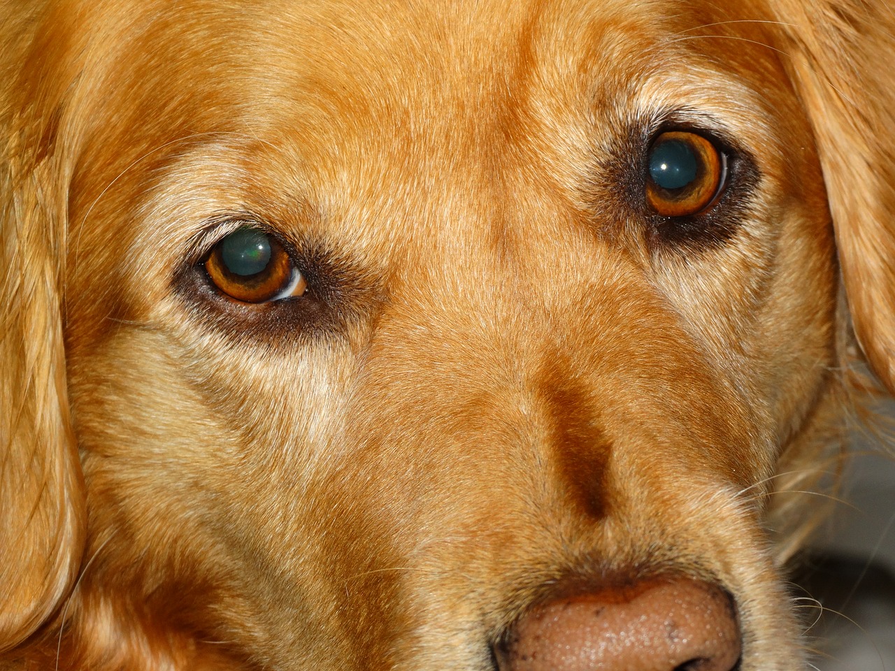 dog face canine free photo