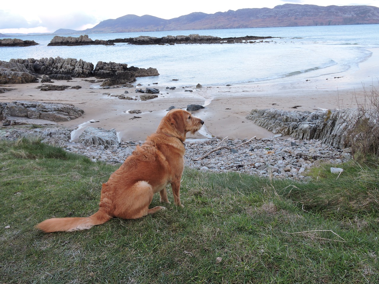 dog beach walk free photo