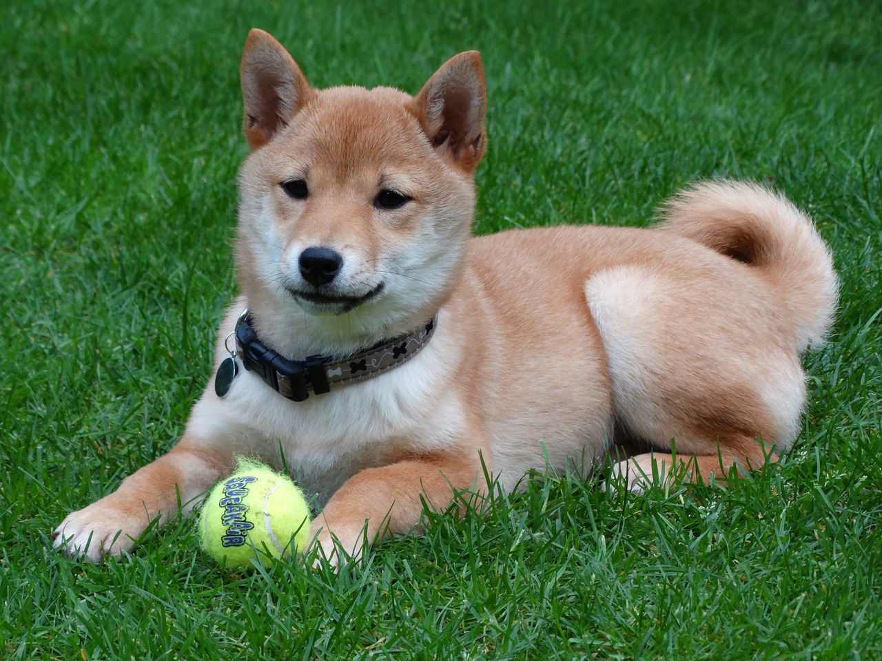 dog remote access shiba inu free photo