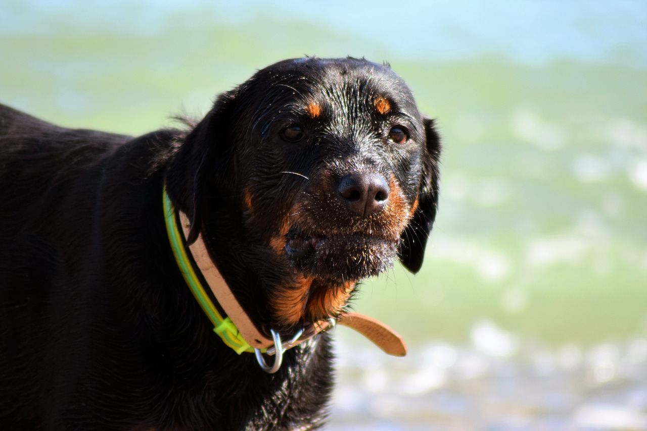 dog beach summer free photo