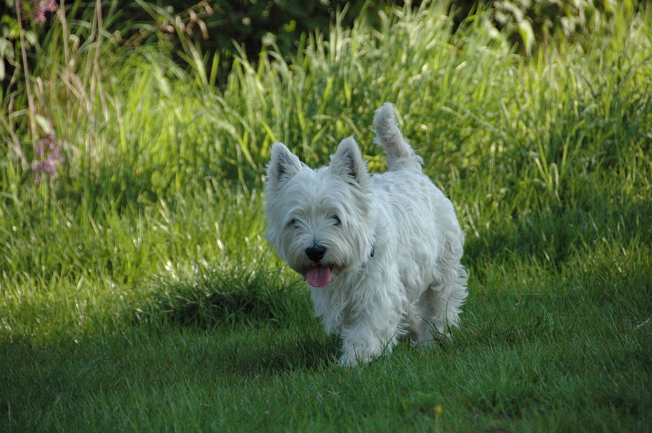 dog westie west highland terrier free photo