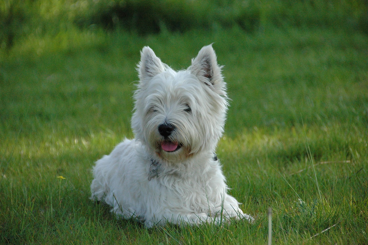 dog west highland terrier westie free photo