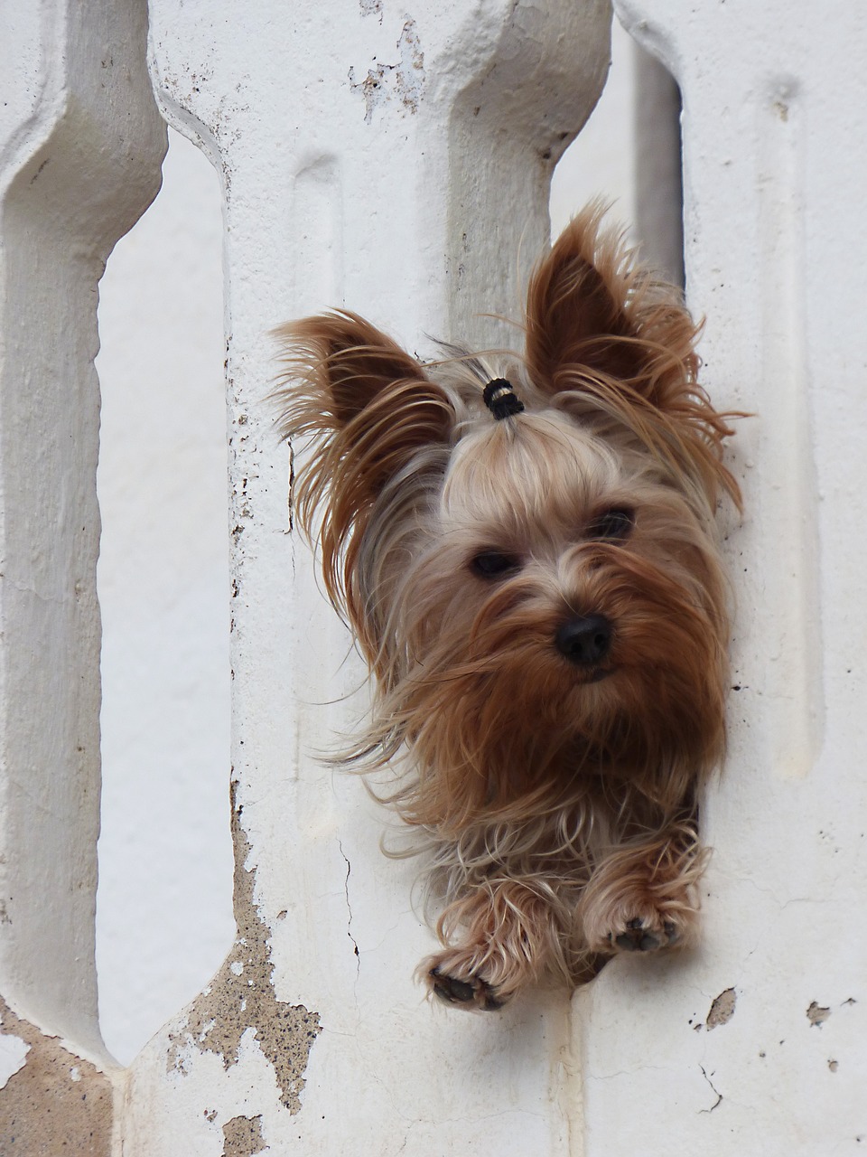 dog yorkshire terrier have a look free photo